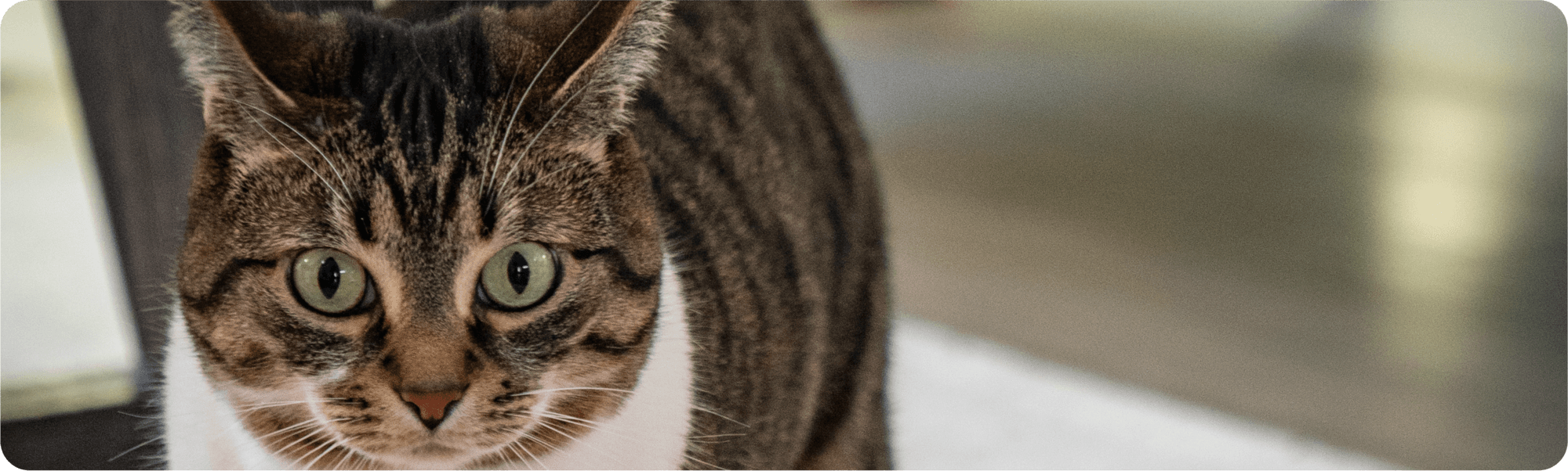 cat staring at camera