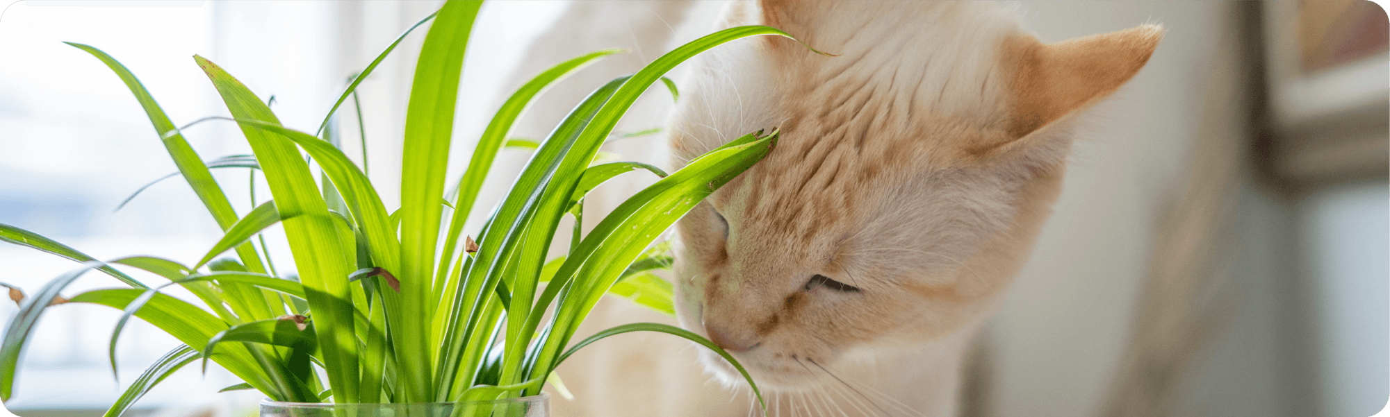 cat smelling plant leaf