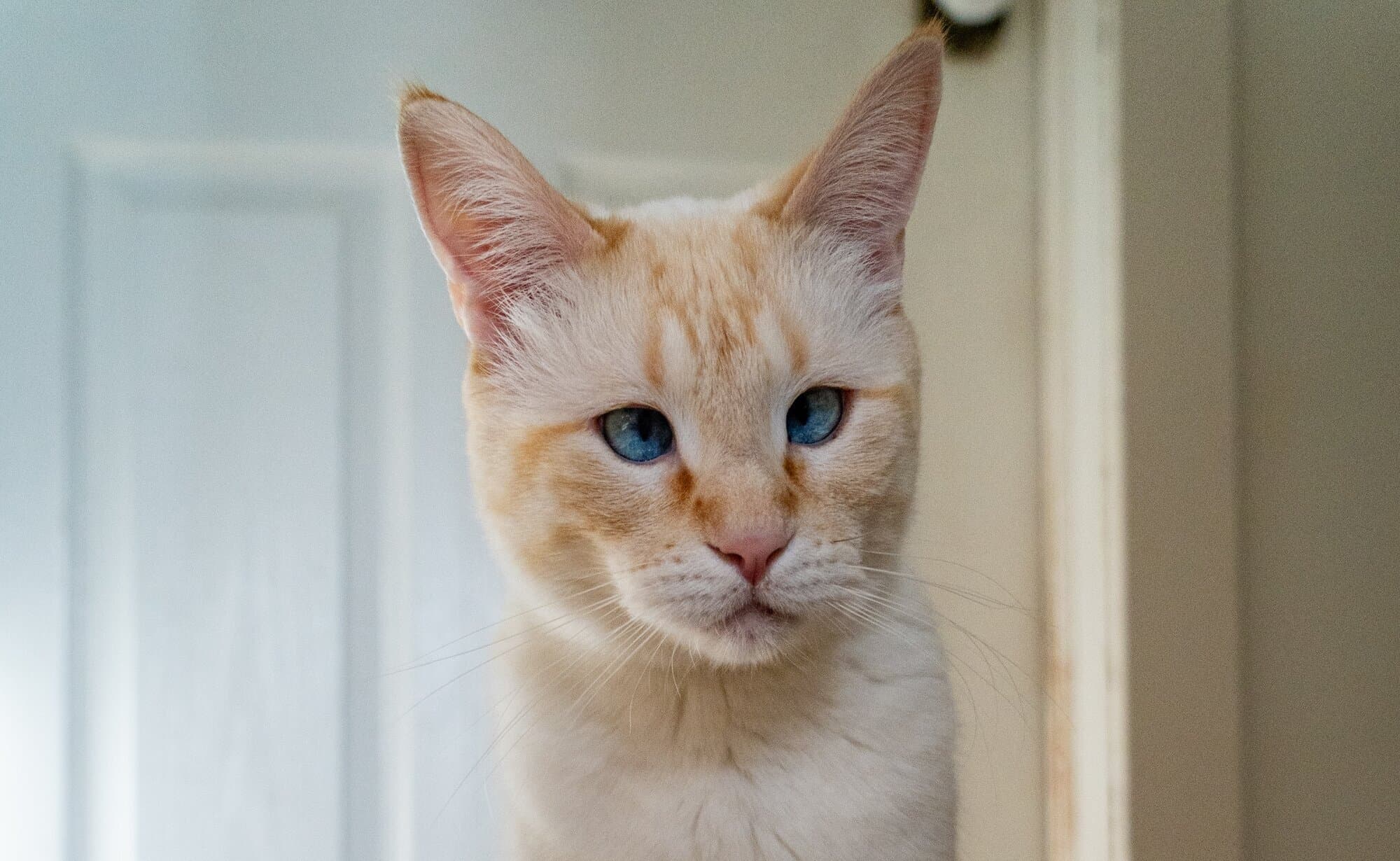 Cover Image for Understanding Cat UTIs and Bladder Problems – From Your Trusted Edmonton Vet Team