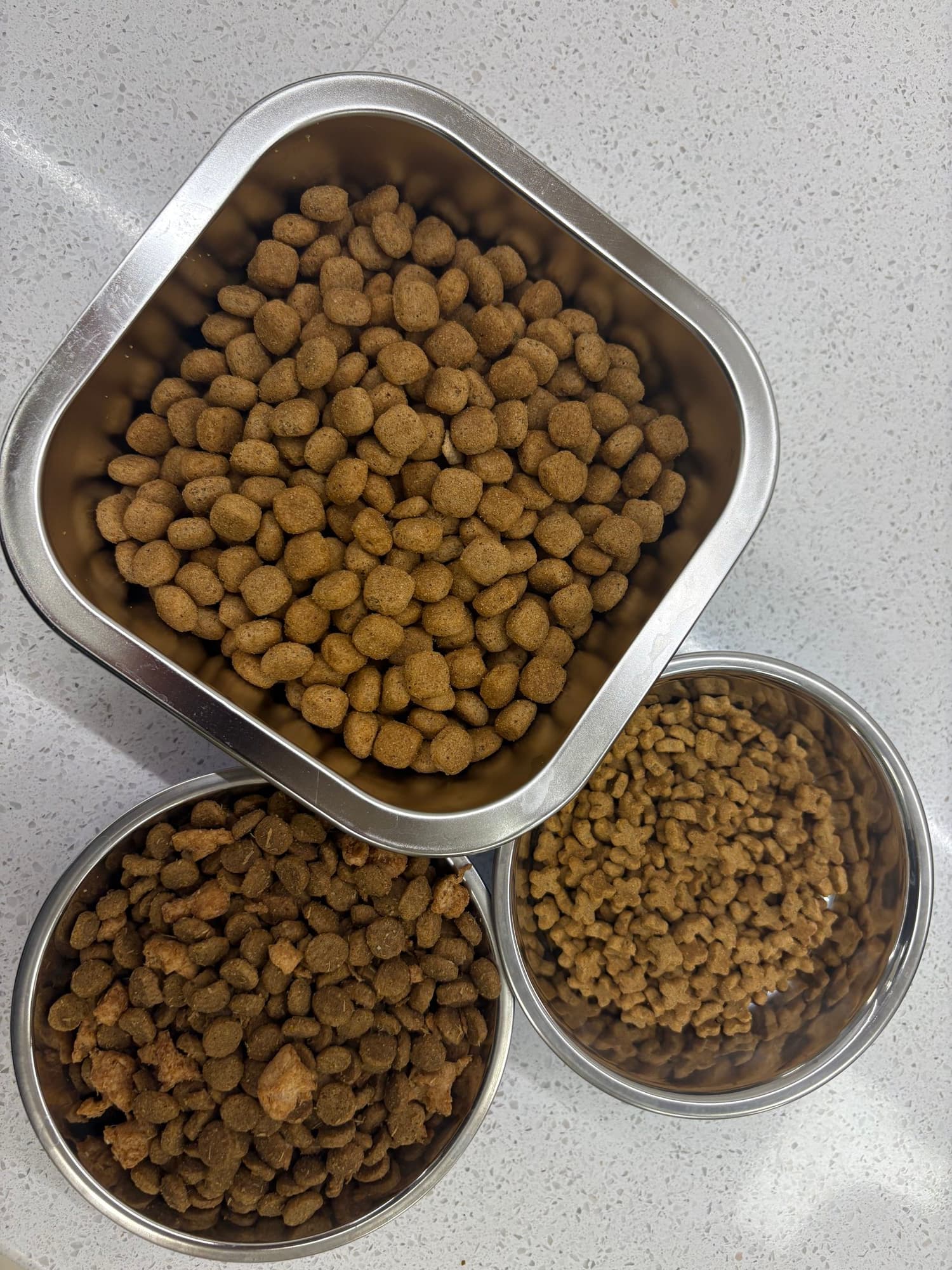 cat staring at camera