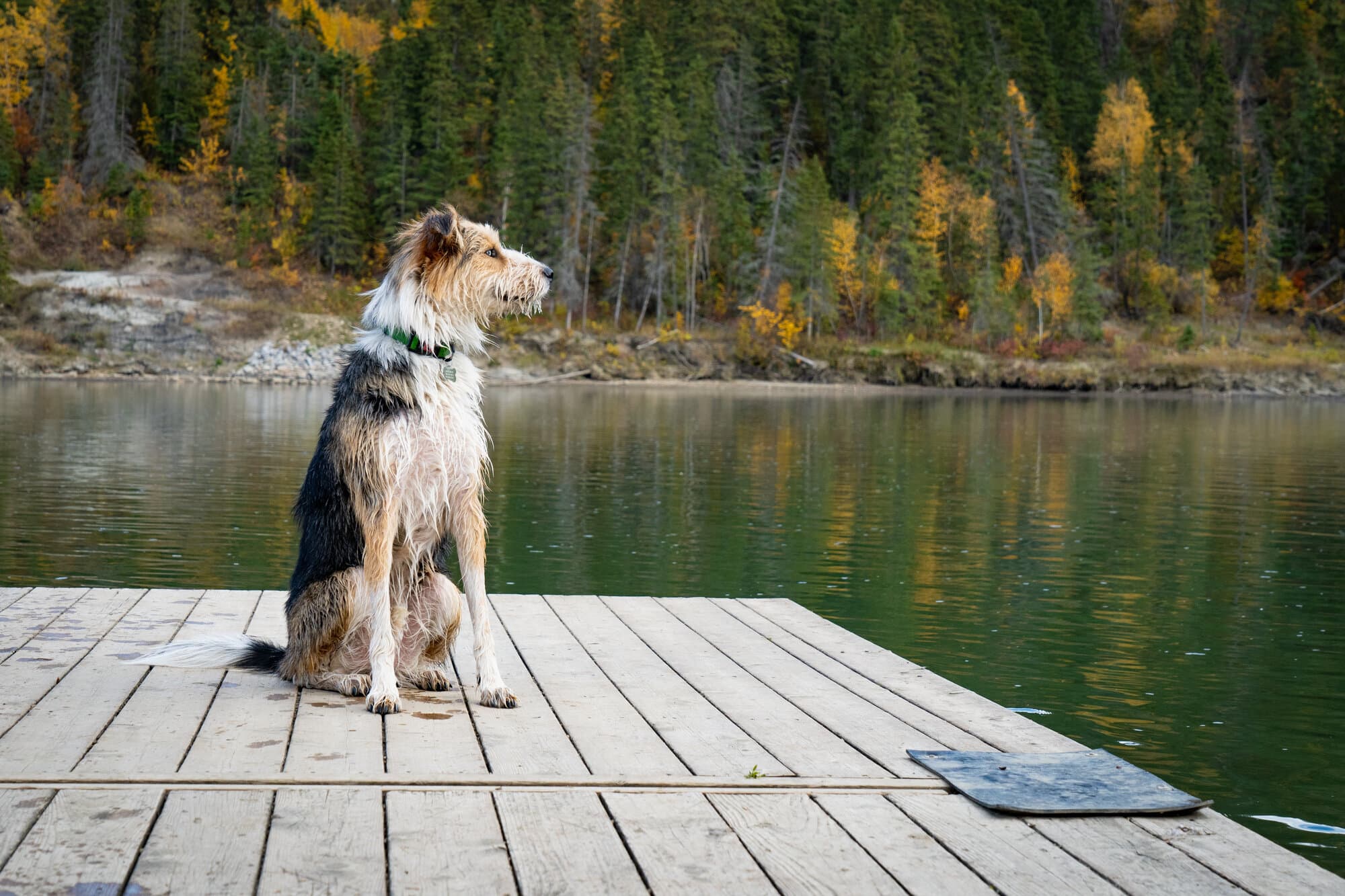 shaggy dog sitting on dock